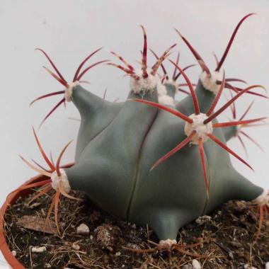 Ferocactus emoryi